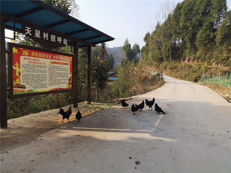 天星村村公路2_副本.jpg